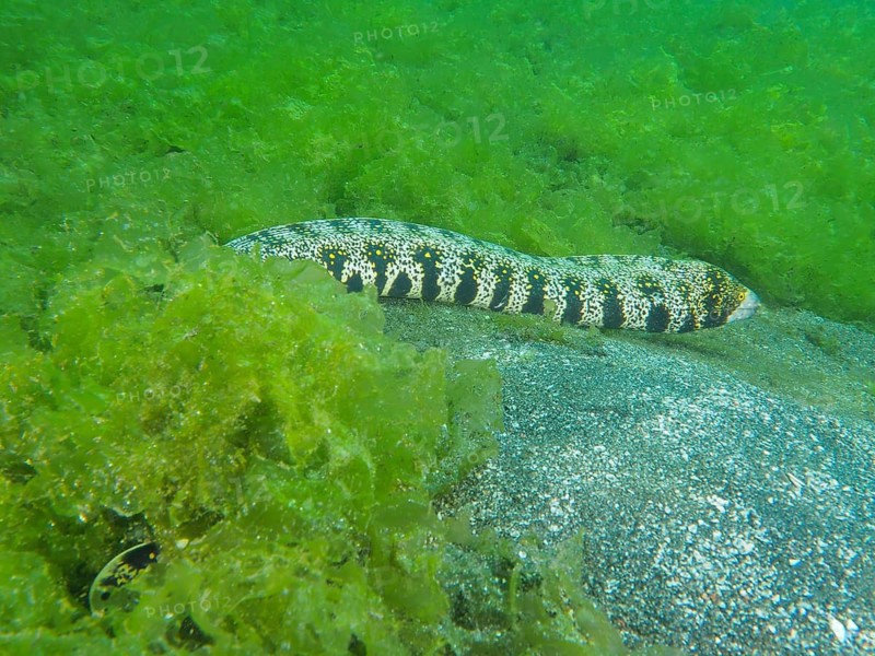 A black-and-white-patterned star-spotted moray eel (Echidna nebulosa) rests on a sandy seabed, surrounded by green algae, at the Secret Bay dive site, Gilimanuk, Bali, Indonesia