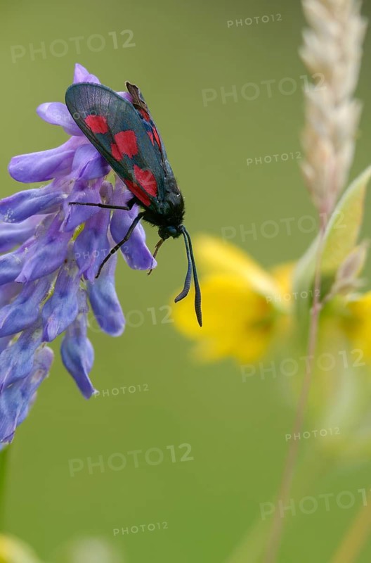 Wetland ram, five-spot burnet, clover ram, marsh horn clover ram, zygaena trifolii, blood droplets, butterfly, high size, portrait format, insects, moths, moths, moths, moths, butterfly, ram