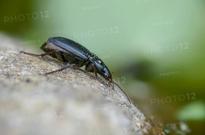 Brown-footed broad-necked beetle, Calathus fuscipes, large sandpiper, gyro beetle, coleoptera, insects, beetles
