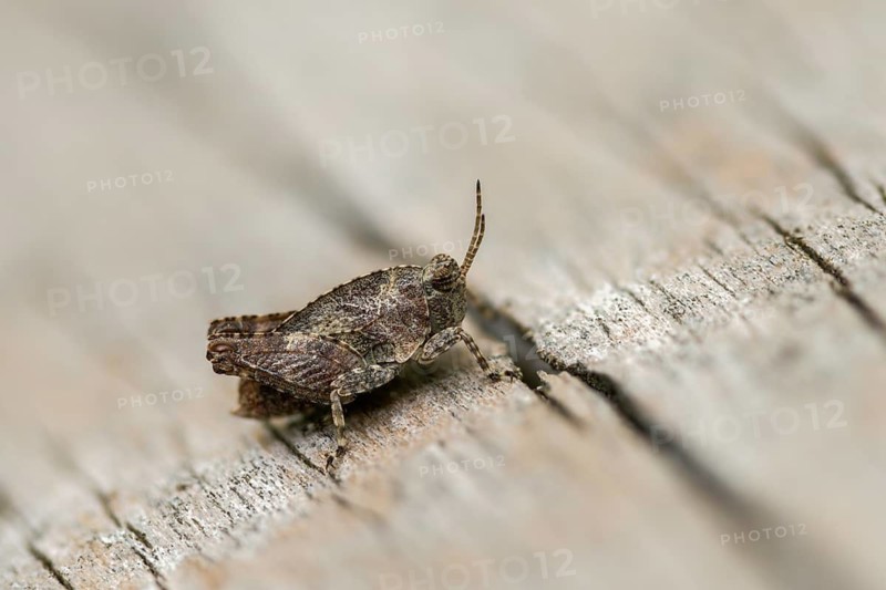 Caelifera, spinhopper, short-feeler spiny, long-horned groundhopper, tetrix tenuicornis, grasshopper, grasshopper, grasshopper, grasshoppers, insects, nymph