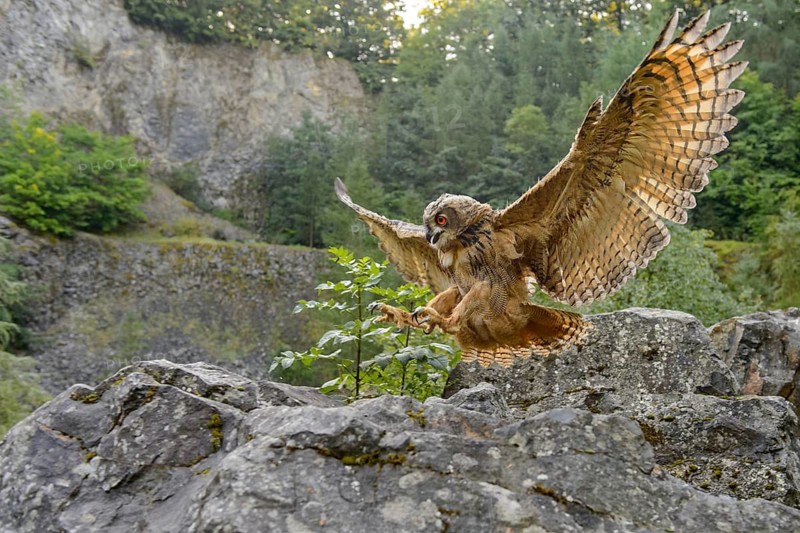 Eurasian Eagle-owl (bubo bubo) flying, Gerolstein, Rhineland-Palatinate, Germany