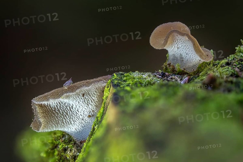 Ice mushroom, ice tooth, gelatinous trembling, toothed jelly mushroom, pseudohydnum gelatinosum, white jelly mushroom, white shiver, white-faced ice mushroom, trembling tooth, false hedgehog mushroom, fungus, mushrooms, toothed jelly fungus