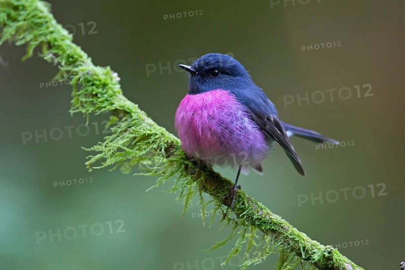 Pink Robin (Petroica rodinogaster) male perched on a mossy branch, Victoria, Australia