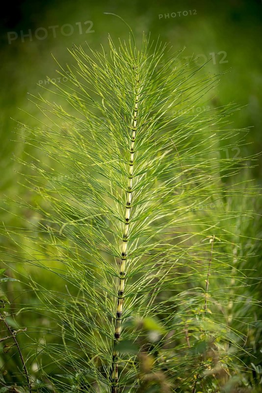 Equisetaceae, equisetum telmateia, giant horsetail, horsetail, great horsetail, high size, vertical format, northern giant horsetail, plants