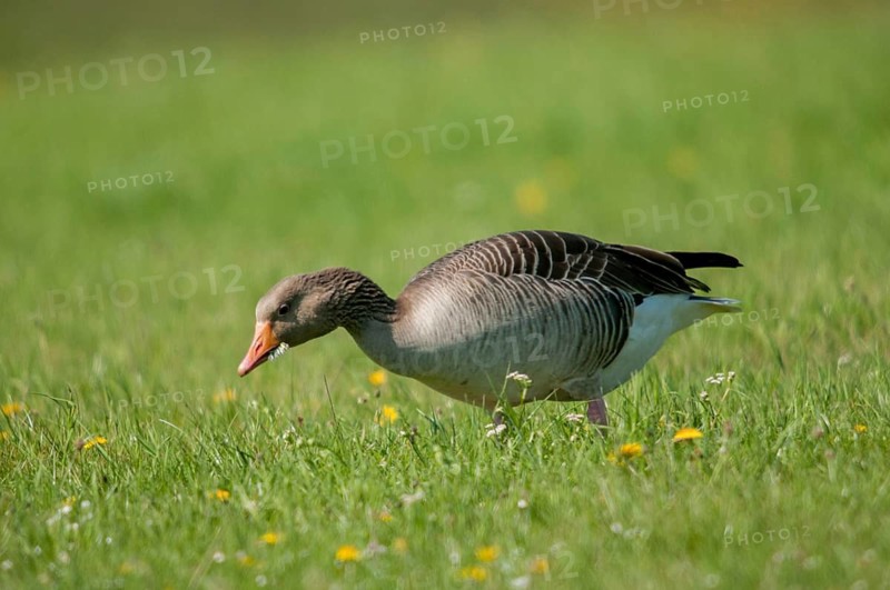 Anser Anser, Greylag or Graylag Goose, Grelag Goose, Anatidae, Birds, Duckbirds, Goose, Geese, Birds, Waterbirds