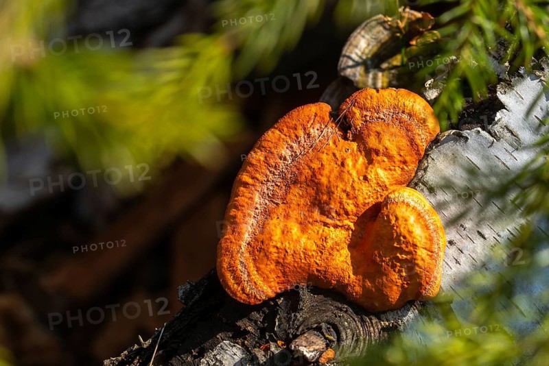 Coriolus cinnabarinus, Fabisporus cinnabarinus, Hapalopilus cinnabarimus, northern vermilion sponge, pycnoporus cinnabarinus, pycnoporus saguineus, tramete, vermilion sponge, cinnabar polypore, fungi, fungus, mushrooms
