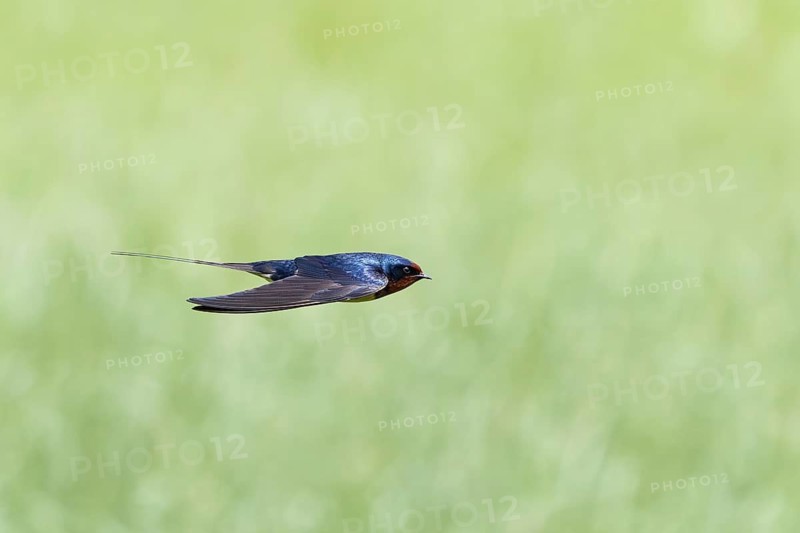 A swift-flying swallow against a blurred green background, a barn swallow (Hirundo rustica) in flight over a green meadow, Mecklenburg-Western Pomerania, Rügen, Germany