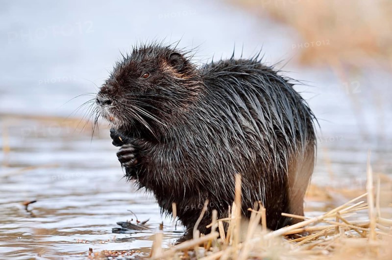 Nutria or coypu (Myocastor coypus) grooming itself on the riverbank, North Rhine-Westphalia, Germany, an invasive species in Europe