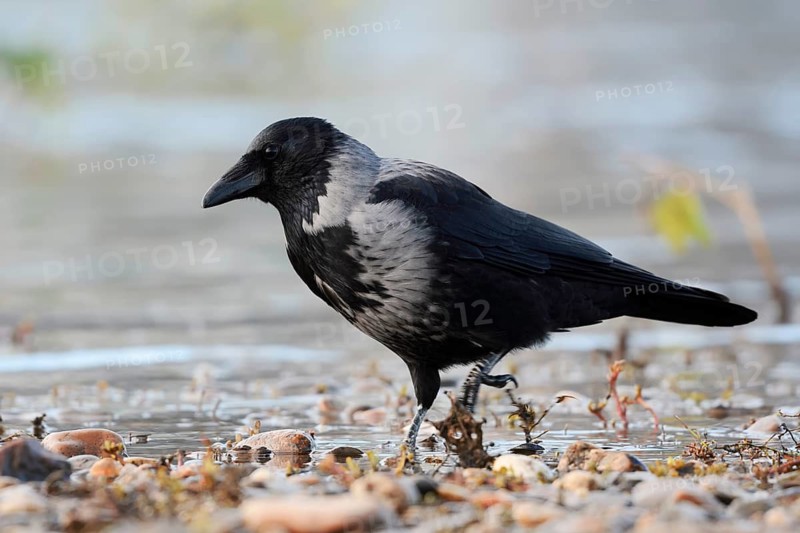 A hooded crow (Corvus cornix) stands on the banks of the Elbe, Saxony, Germany