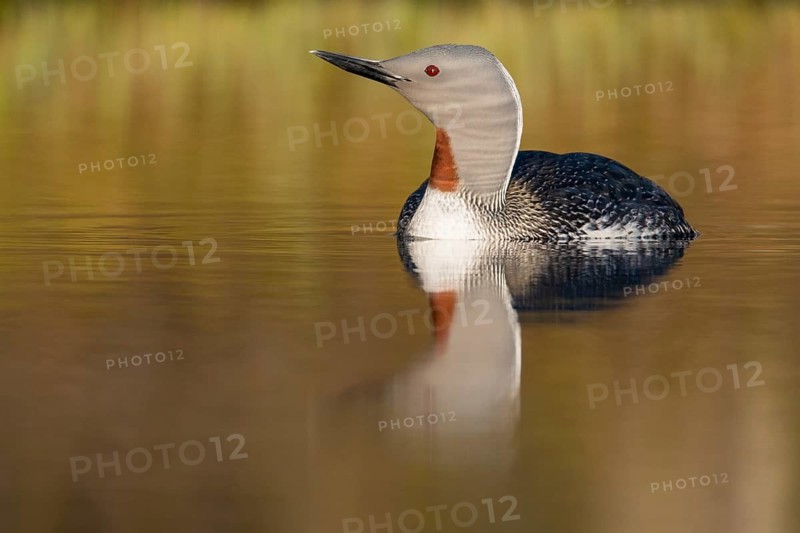 Red-throated diver (Gavia stellata) in breeding plumage on a lake in Sweden, Knuthöjdsmossen, Hällefors, Örebro län, Sweden