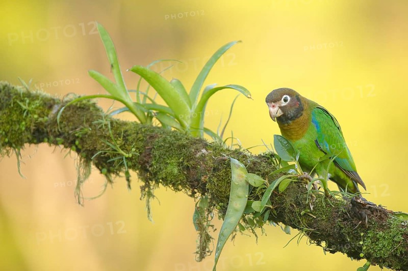 Brown-hooded Parrot (Pyrilia haematotis), Costa Rica