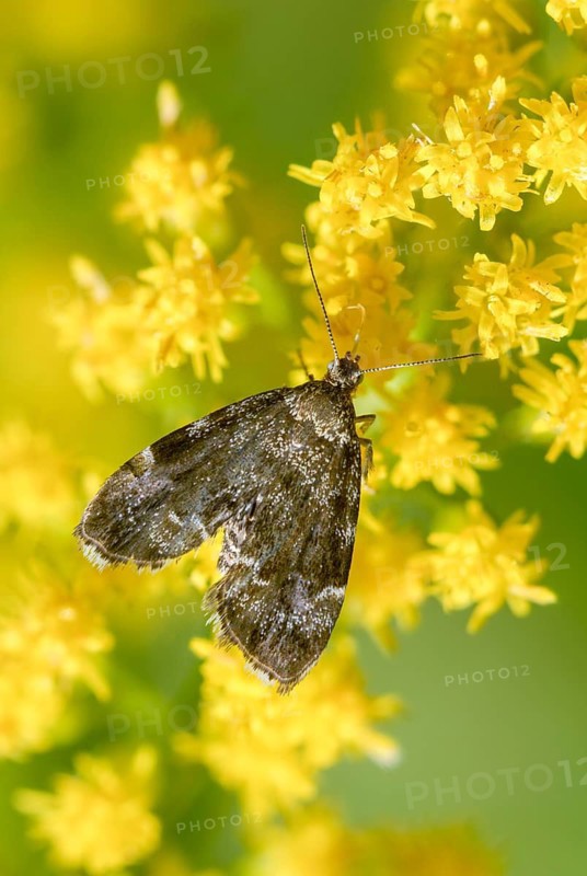 Anthophila Fabriciana, brown spreader wing butterfly, stinging nettle butterfly, common nettle tap, round-fronted moth, spreadwing nettle moth, butterfly, high size, portrait, insects, butterflies, butterflies, butterflies