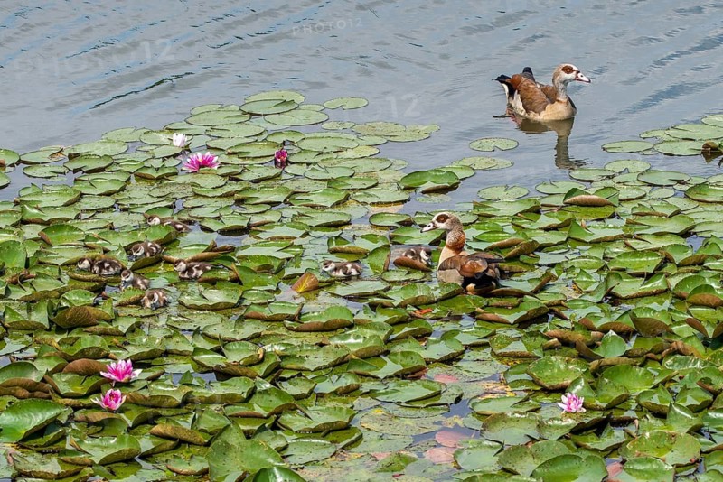 Alopoch aegyptiacus, Egyptian goose, family, Nile goose, Anatidae, birds, duckbirds, goose, geese, young animal, puzzle, search image, birds, waterbirds, waterbirds