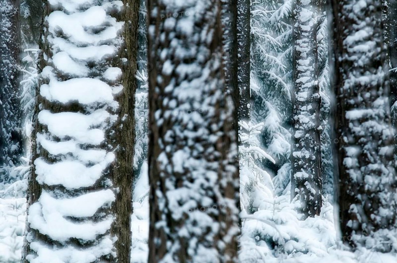 Tree, trees, coniferous forest, snow, tree, forest, winter, wood