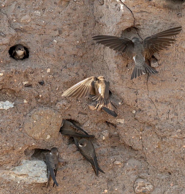Bank Swallow, Brandenburg, Germany, Nabu, Nabu Project, National Natural Heritage, Grünhaus Nature Paradise, Riparia Riparia, Sand Martin, Swallow, Bank Swallow, Post-Mining Landscape, Birds, Grünhaus, Passeri, Songbirds, Birds