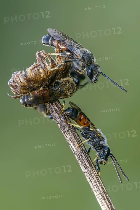 Apidae, bees, furrow bee, common narrow bee, hymenoptera, lasioglossum calceatum, narrow bee, high size, portrait format, insects, insects
