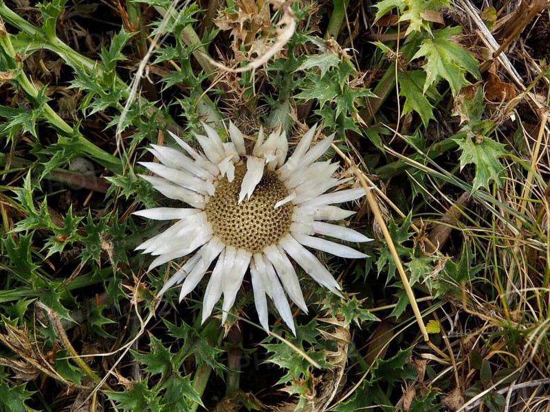 White-flowered silver thistle (Carlina acaulis) against a green background in the wild, Goms, Canton of Valais, Switzerland