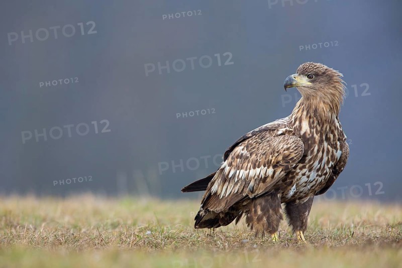 White-tailed eagle, hawk family, animals, birds, birds of prey, (Haliaeetus albicilla), biotope, habitat, foraging, centrapoles, Kutno, Lodz, Poland