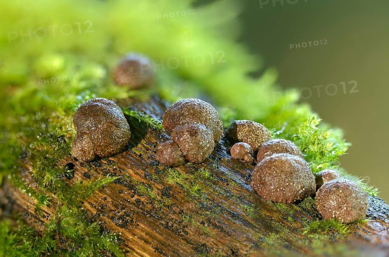 Daldinia fissa, Daldinia vernicosa, stalked charcoal, stalked charcoal mushroom, fungi, fungi, mushrooms