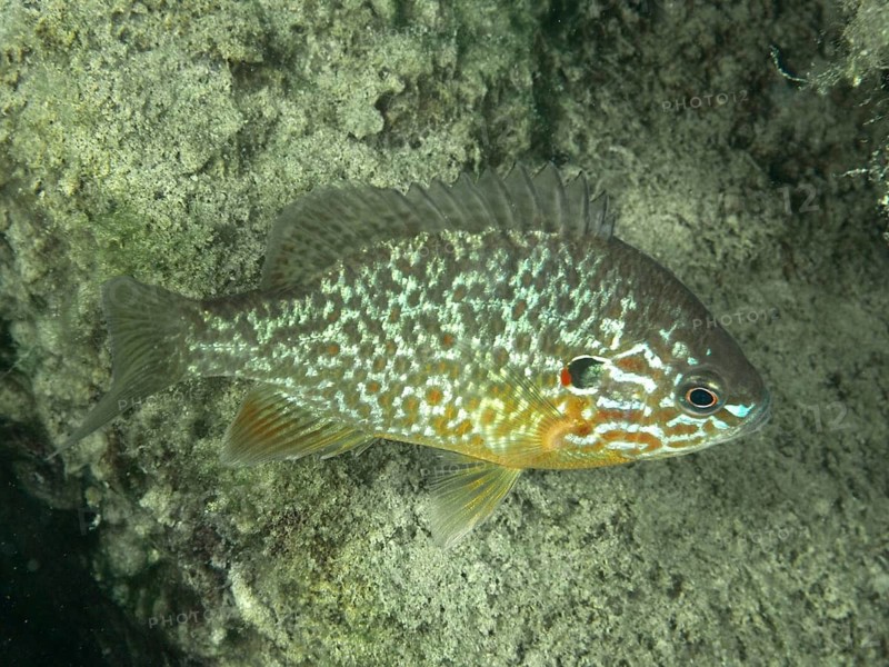 A colourfully patterned pumpkinseed sunfish (Lepomis gibbosus) swims along a rocky underwater wall at the ‘Großer Parkplatz' dive site, Herrliberg, Lake Zurich, Canton of Zurich, Switzerland