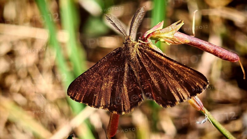 Close-up of a brown butterfly, the Black Geometer (Odezia atrata) with outstretched wings, resting on a blade of grass in the sunshine, Rennsteig, Frankenwald nature park Park, Upper Franconia