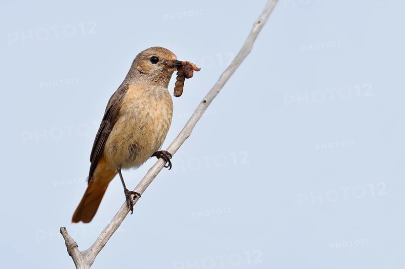 Redstart (Phoenicurus phoenicurus), a female perched on a branch with caterpillars in her beak, North Rhine-Westphalia, Germany