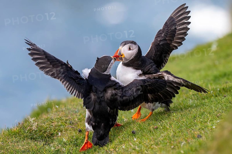 Two puffins (Fratercula arctica), puffins, fighting, Hermaness National Nature Reserve, Unst, Shetland Islands, Scotland, United Kingdom