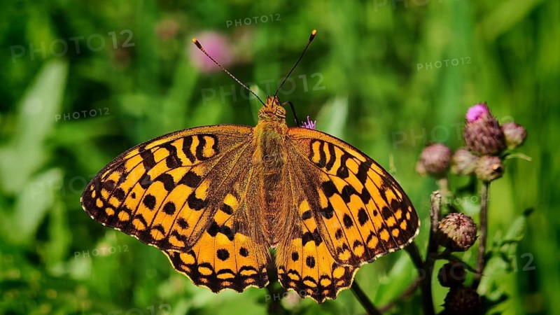Butterfly, large pearl-spotted fritillary (Argynnis aglaja), close-up with vividly patterned wings in a meadow flower in a green setting, bokeh background, Rennsteig, Frankenwald nature park Park, Upper Franconia