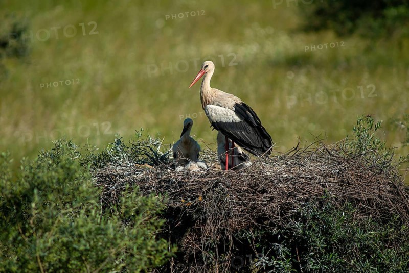 Ciconia ciconia, white stork, birds, ciconiiformes, extremadura, nest, walking birds, Spain, wading birds, stork, stork, stork, storks, birds
