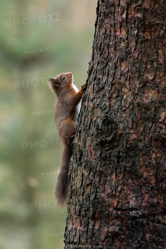 Red squirrel (Sciurus vulgaris) adult animal on a tree trunk in a woodland, England, United Kingdom