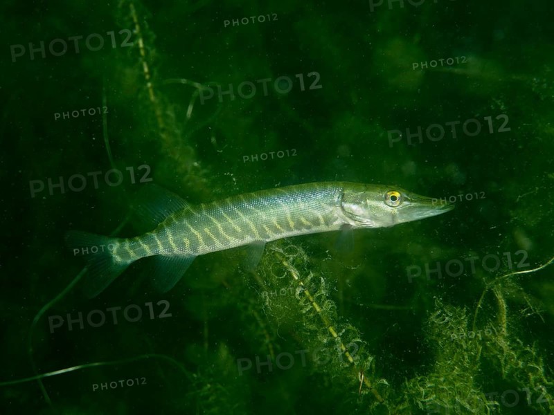 A pike (Esox lucius) swimming through aquatic plants underwater, Baumgärtli diving spot, Lake Zug, Lake Immen, Canton of Schwyz, Switzerland