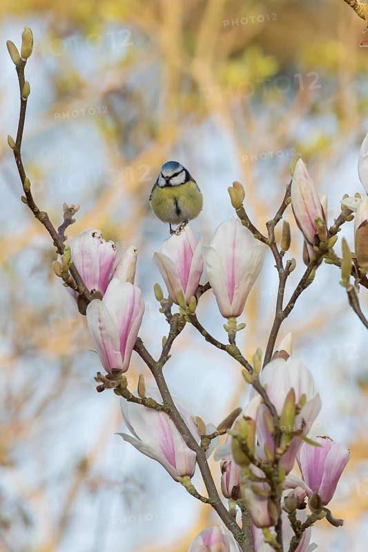Blue tit (Cyanistes caeruleus) adult garden bird in a magnolia tree with blossom flowers in springtime, England, United Kingdom