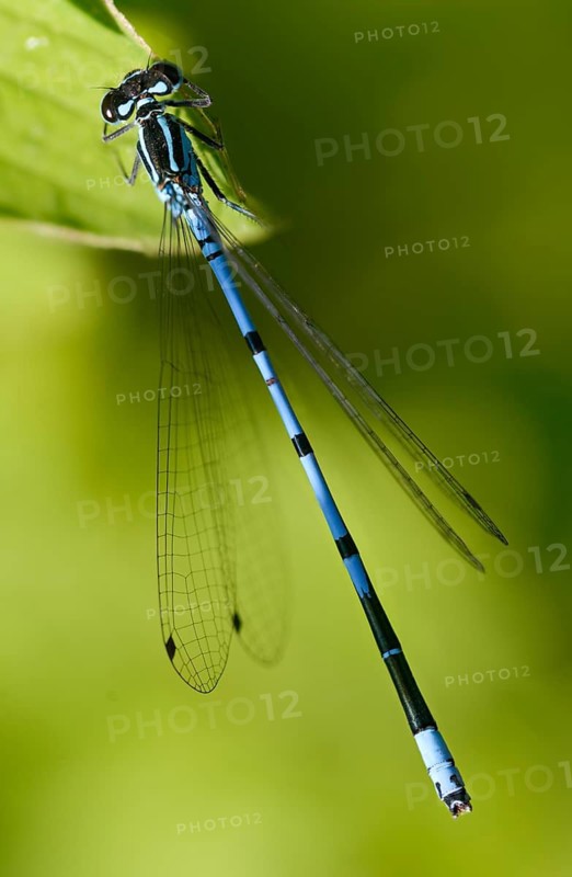 Azure damselfly, coenagrion puella, horseshoe azuremaid, damselflies, dragonflies, high size, portrait format, insects, dragonflies, odonata, zygoptera
