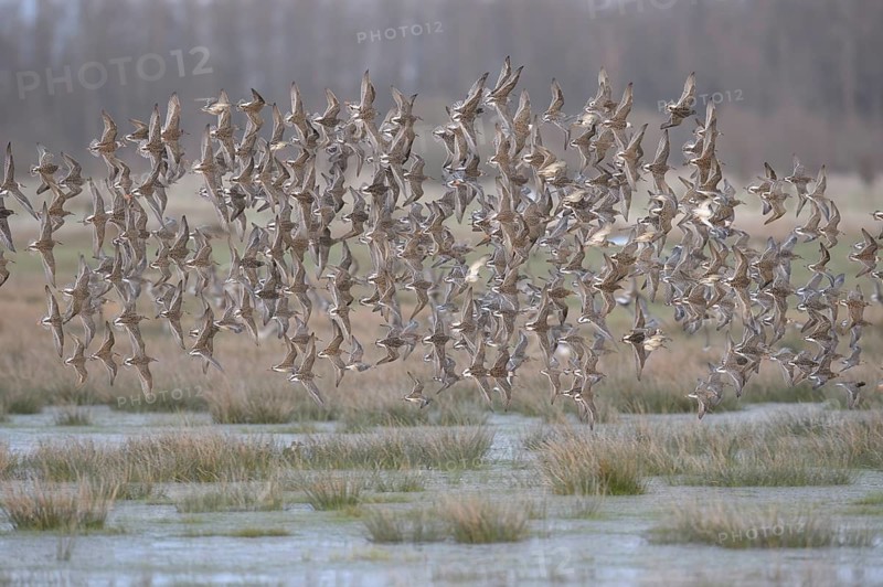A flock of ruffs (Calidris pugnax, Syn.: Philomachus pugnax) flies close over the water, dynamic representation of wildness, Dümmer nature park Park, Lower Saxony, Germany