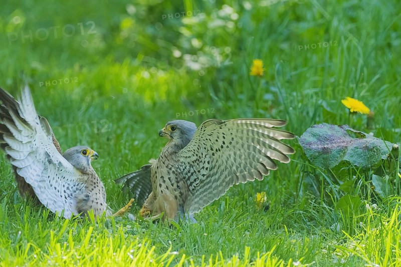 Two fighting kestrels (Falco tinnunculus) on a green meadow, territorial fight between adult and juvenile, Hesse, Germany