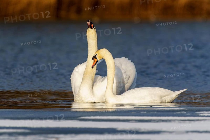 Mute Swan (Cygnus olor), wildlife, Germany. A pair of swans show their affection in the reflective waters of a lake in the evening light