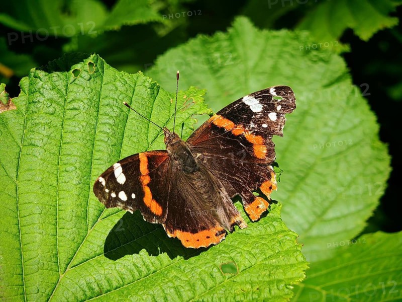 A red admiral (Vanessa atalanta) with orange and black wings resting on green leaves, Rennsteig, Frankenwald nature park Park, Upper Franconia
