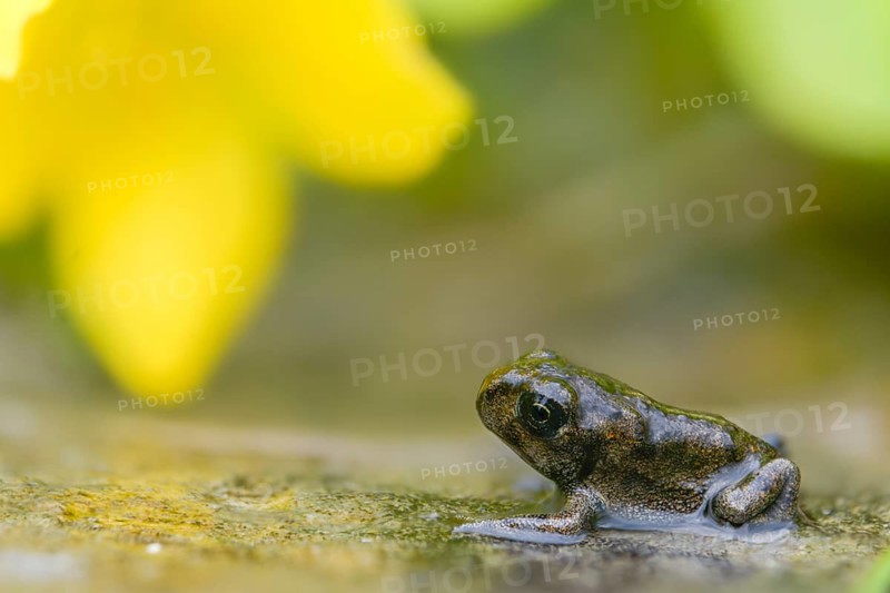 Bufo calamita, epidalea calamita, toad, natterjack toad, amphibians, amphibians, juvenile, shore departure, amphibians, metamorphosis