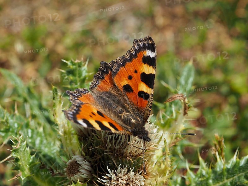 A butterfly with vibrant orange wings, the Small tortoiseshell (Aglais urticae), on a thistle, Goms, Canton of Valais, Switzerland