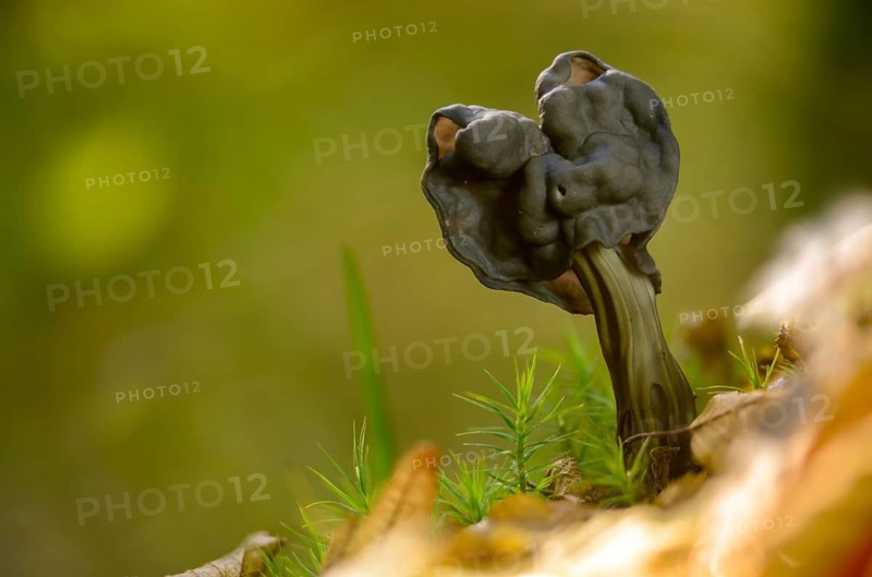 Spring pit laurel, pit laurel, helvella lacunosa, helvella sulcata, helvellaceae, lornel relatives, elf saddle, fluted black elf saddle, fungi, fungus, late grey saddle, mushrooms