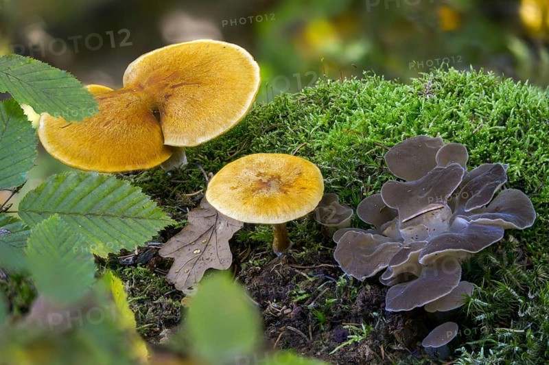 Common Rustgill, Ice Tooth, Fibro-Ringed Flammling, Flammula Hybrida, Spotted Flämmling, Gelatinous Trembling Tooth, Gelatinous Spike, Spotted Flaemming, Yellow-leaved Flaemming, Common Flammling, Serrated Jelly Mushroom, Gymnopilus hybridus lus penetrans, pseudohydnum gelatinosum, mushroom, white jelly mushroom, white shiver, white-handed ice mushroom, trembling tooth, false hedgehog mushroom, fungi, fungus, mushrooms, toothed jelly fungus