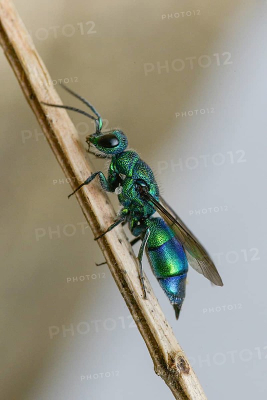 Blue golden wasp, cyan jewel wasp, golden wasp, hymenoptera, trichrysis cyanea, high size, portrait format, insects, insects