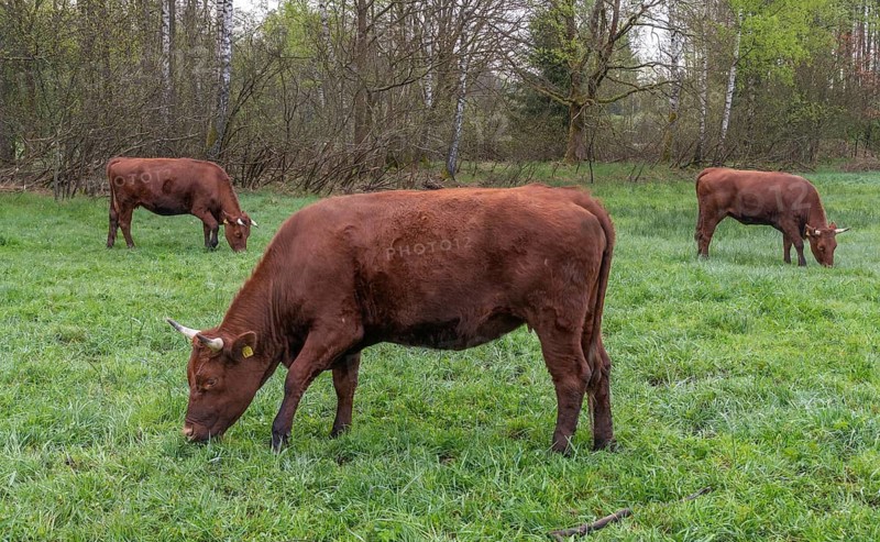 Artiodactyla, Bavaria, Bos Taurus sspec.5, cattle, even-toed ungulate, high-altitude cattle, Upper Palatinate, cloven-hoofed cattle, Tirschenreuth, Waldnaab, Waldnaabaue, wild willows Waldnaabaue, domesticated animals, extensive grazing, feeding marks, pet, mammals, cattle, mammals, bite
