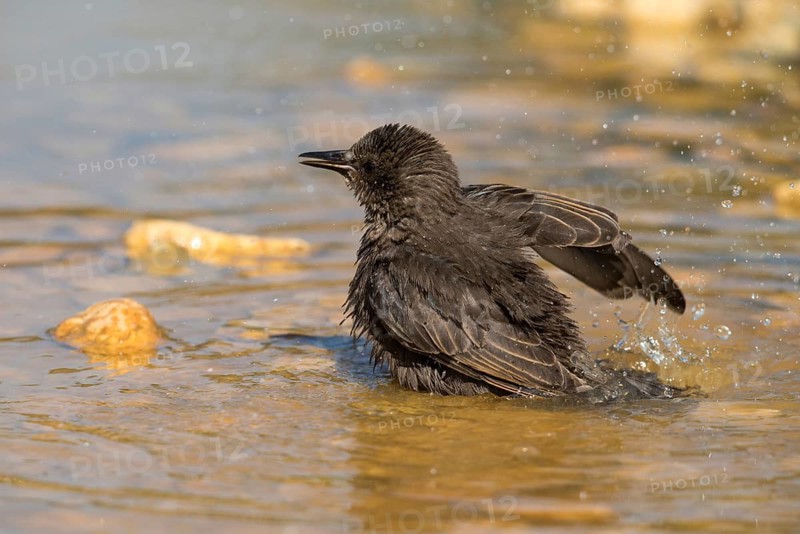Star, Starling, Sturnus Vulgaris, Bath, Bird Bath, Birds, Adolescent, Juvenile, Passeri, Songbirds, Potion, Birdbath, Birds, Watering Place