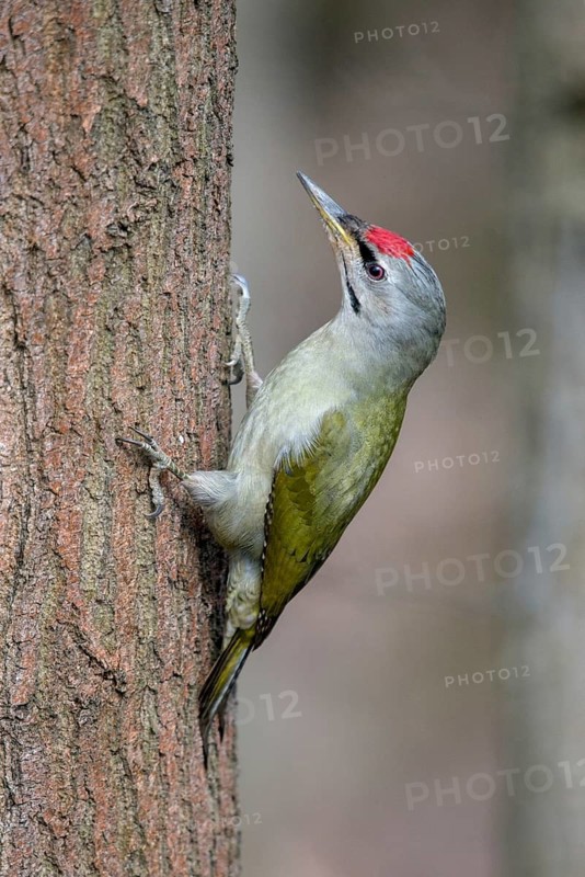 Grey-headed Woodpecker woodpecker, grey-faced woodpecker, grey-headed woodpecker, picus canus, birds, high size, portrait format, male, piciformes, woodpeckers, birds, woodpecker