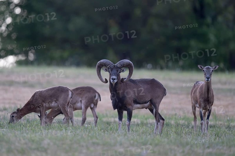 Mouflon, mouflon, Widder, Bitburg, Germany