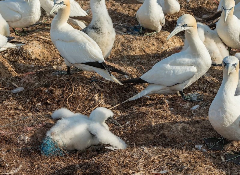 Northern Gannet (Morus bassanus) (Syn. Sula bassana), a downy chick entangled in plastic waste, lies tangled on the ground with its wings outstretched, down, chick down, ground nests, many adult birds standing, juveniles, nesting, nesting sites, nesting site, parents, young, symbolic image of marine pollution, danger, plastic debris, rubbish used as nesting material, plastic pollution, ghost net, fishing net, plastic, marine plastic, the offshore island of Heligoland, North Sea, Pinneberg district, Schleswig-Holstein, Germany