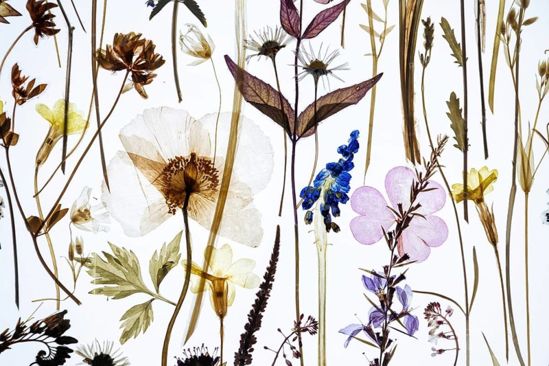 Dried plants with flowers of various colors against a brightly lit background, excerpt from the work Herald of Spring by artist Amy Shelton, Saachi Gallery, London, Great Britain, England, Great Britain