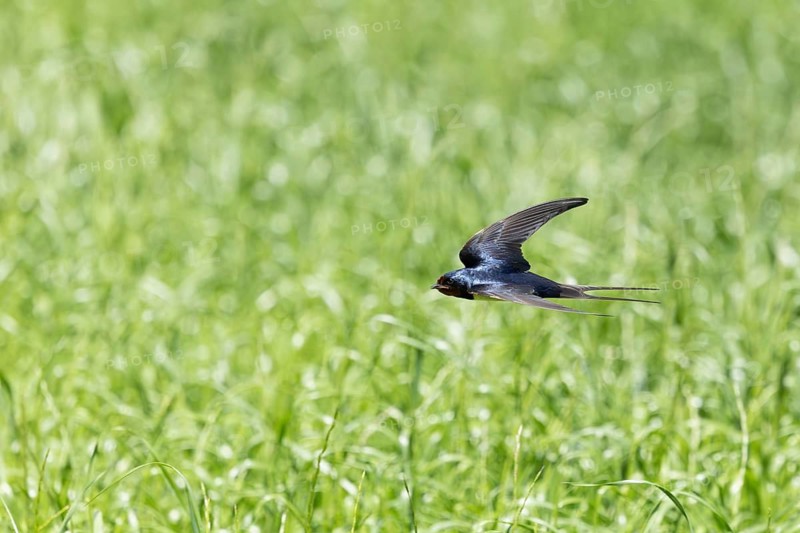 A dynamic swallow in flight over a lush green meadow in its natural habitat, a barn swallow (Hirundo rustica) in flight over a green meadow, Mecklenburg-Western Pomerania, Rügen, Germany