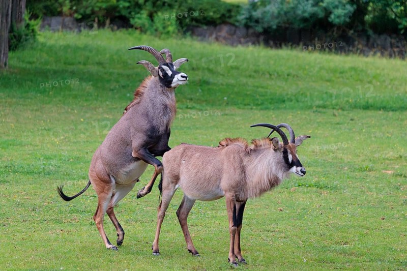 A male is mating with a female roan antelope (Hippotragus equinus) in a green meadow. South Africa
